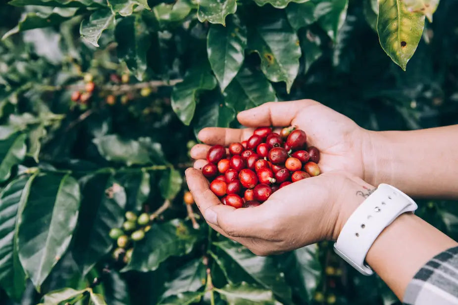 An image of a single, red coffee berry - a key component in the rich history of coffee culture - held in a person's hand. The berry is glossy and smooth, with a small stem at the top. The background is slightly blurred, suggesting a farm or field setting